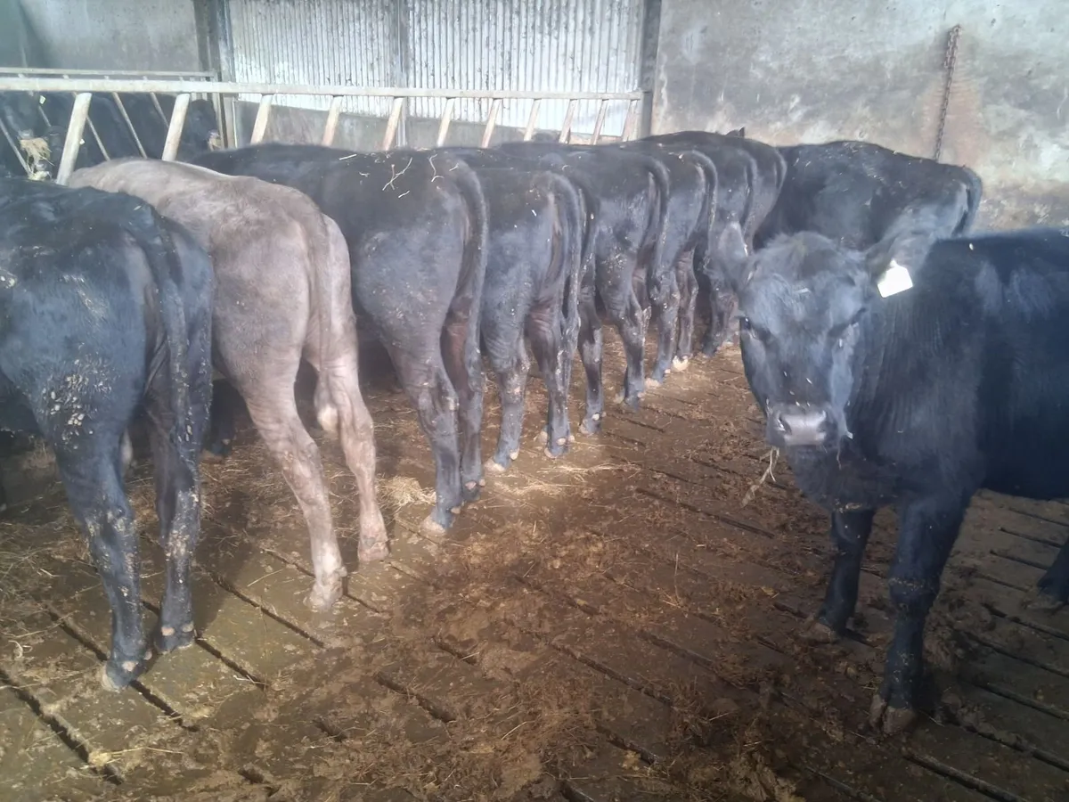 16 x Angus Heifers - Image 2