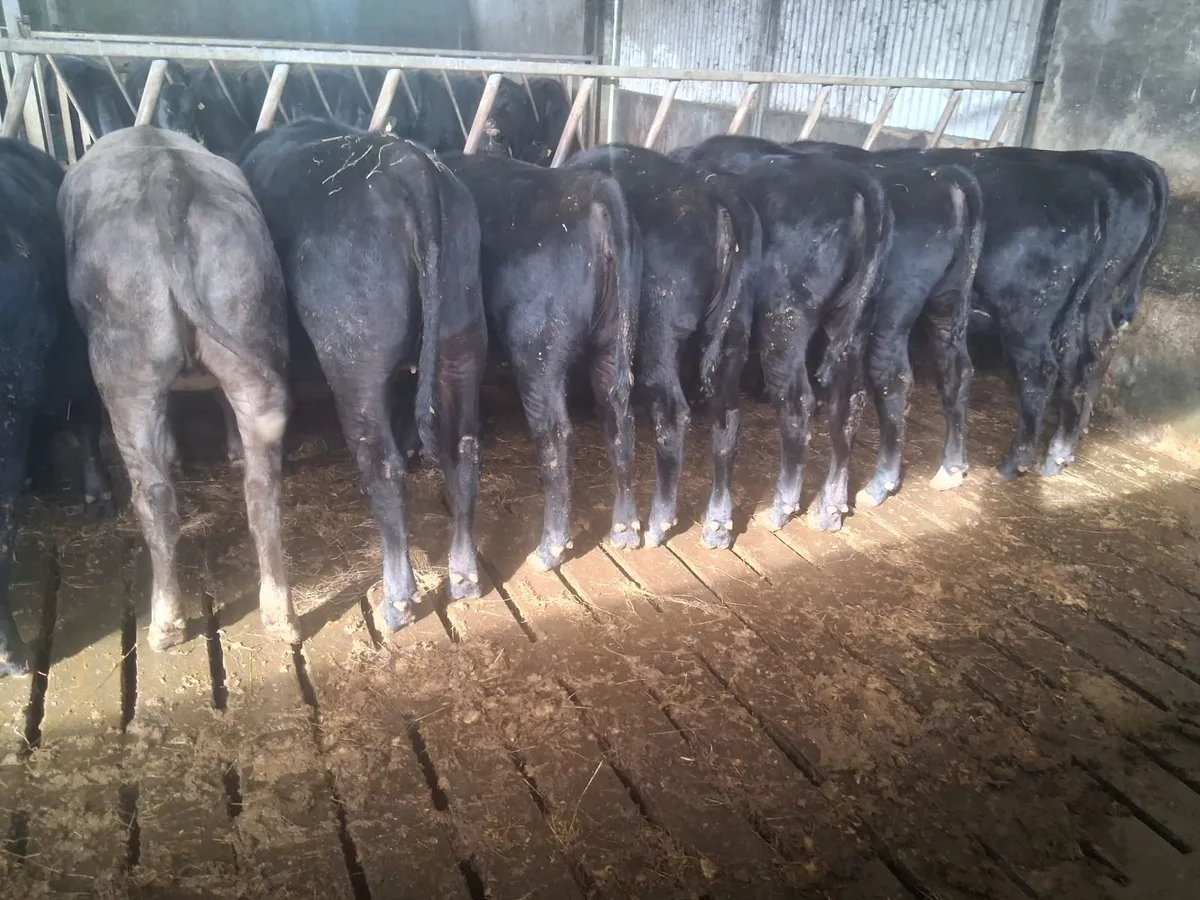 16 x Angus Heifers - Image 3