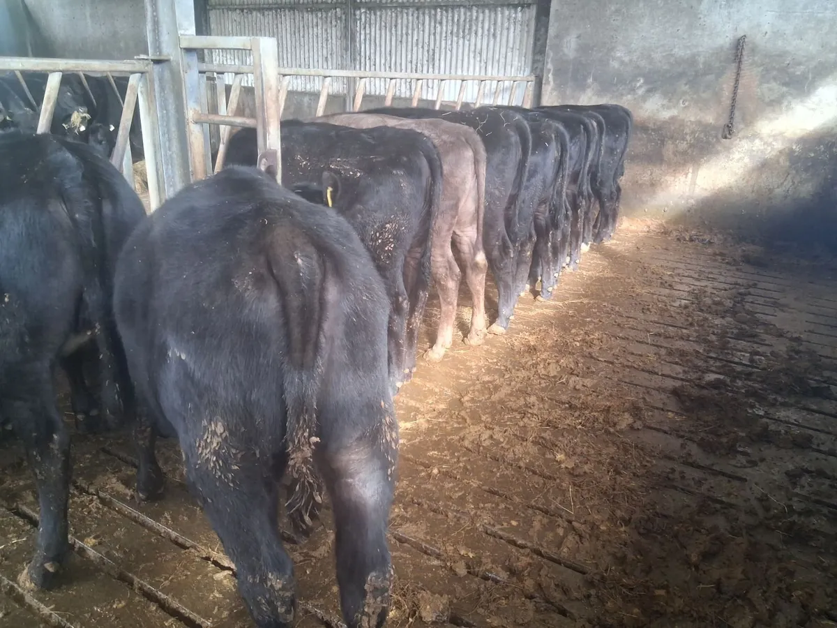 16 x Angus Heifers - Image 4