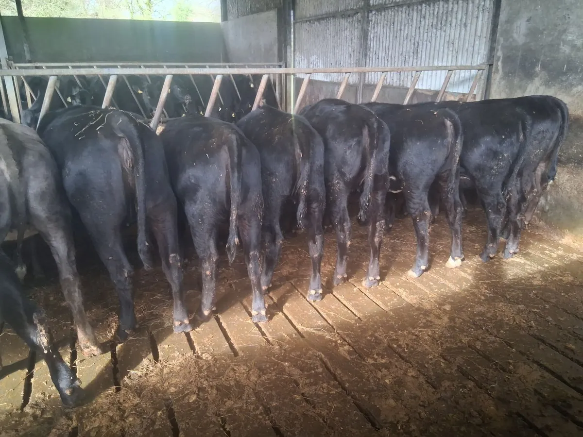 16 x Angus Heifers - Image 1