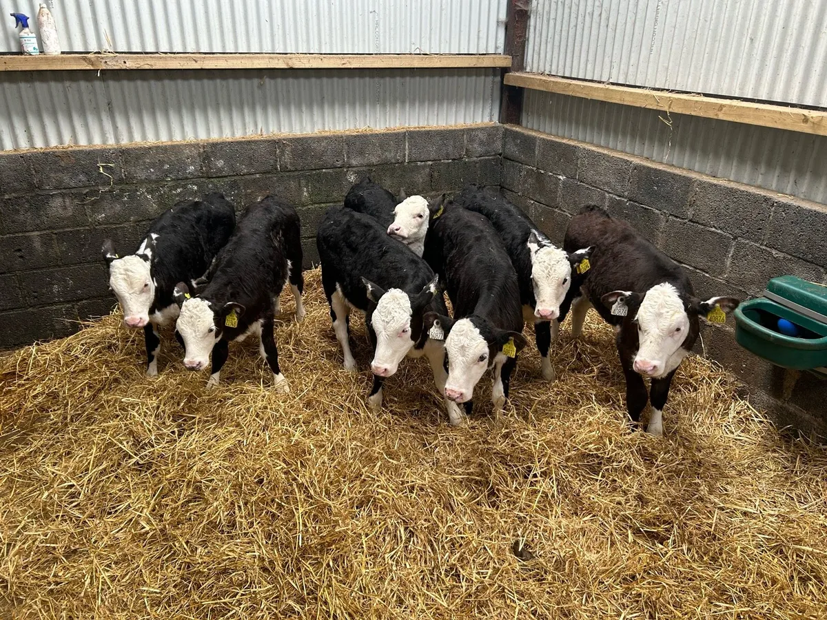Fully Reared Hereford Heifers - Image 1