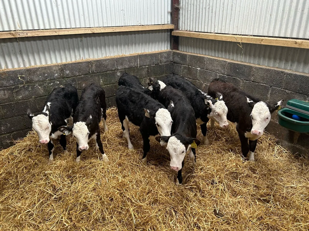 Fully Reared Hereford Heifers - Image 2