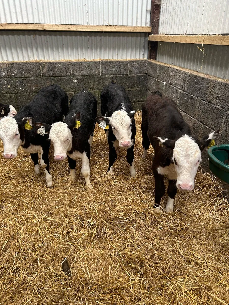 Fully Reared Hereford Heifers - Image 3