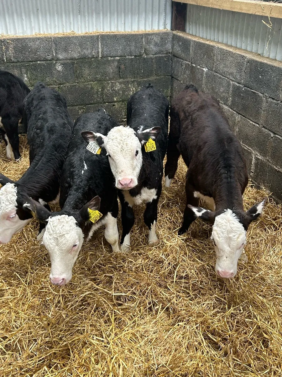 Fully Reared Hereford Heifers - Image 4