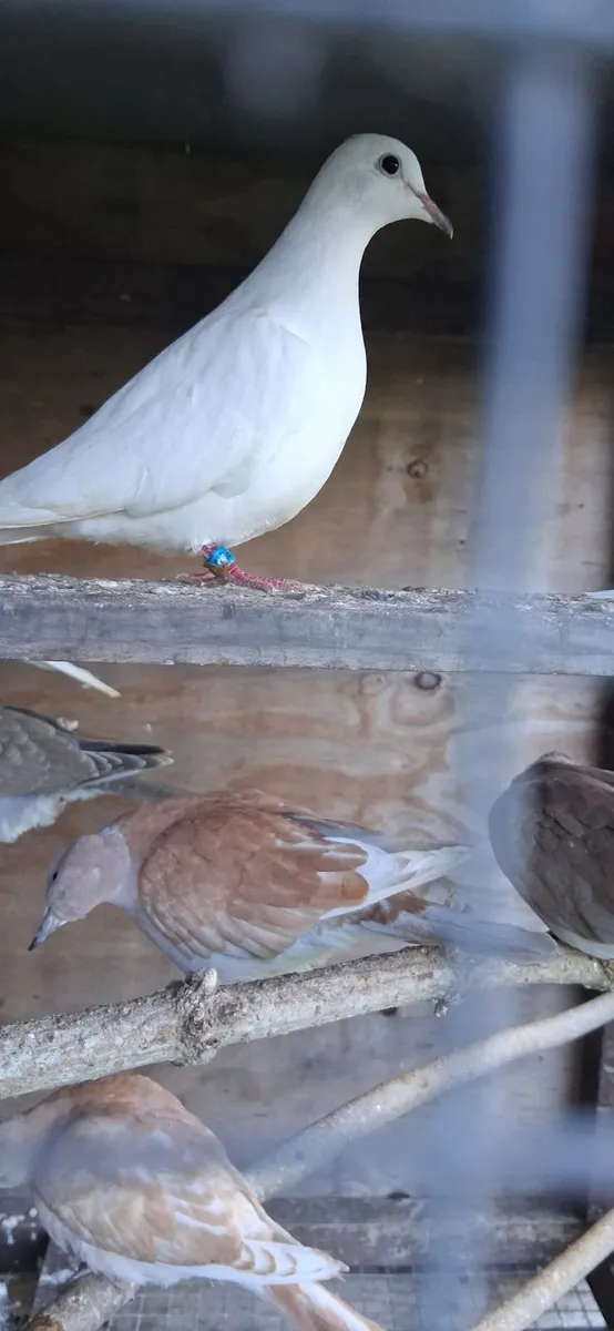 Ring neck doves - Image 2