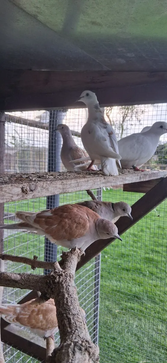 Ring neck doves - Image 4