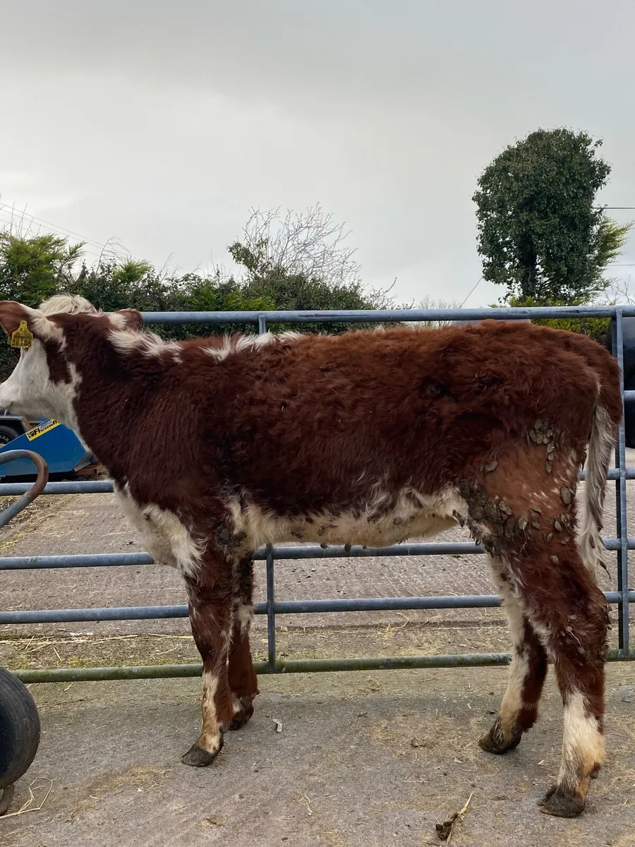 Super roan heifer⭐️ - Image 1