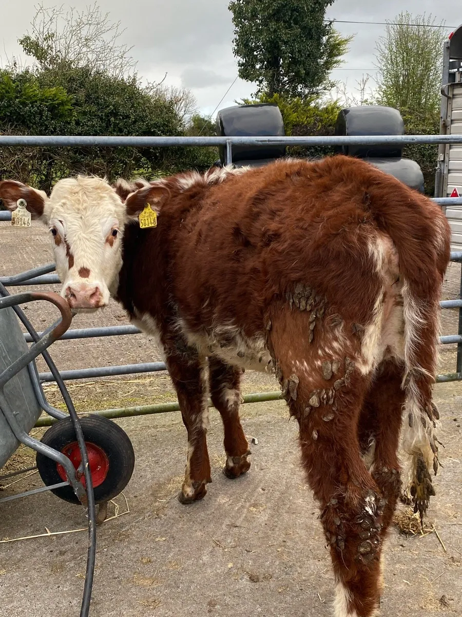 Super roan heifer⭐️ - Image 3