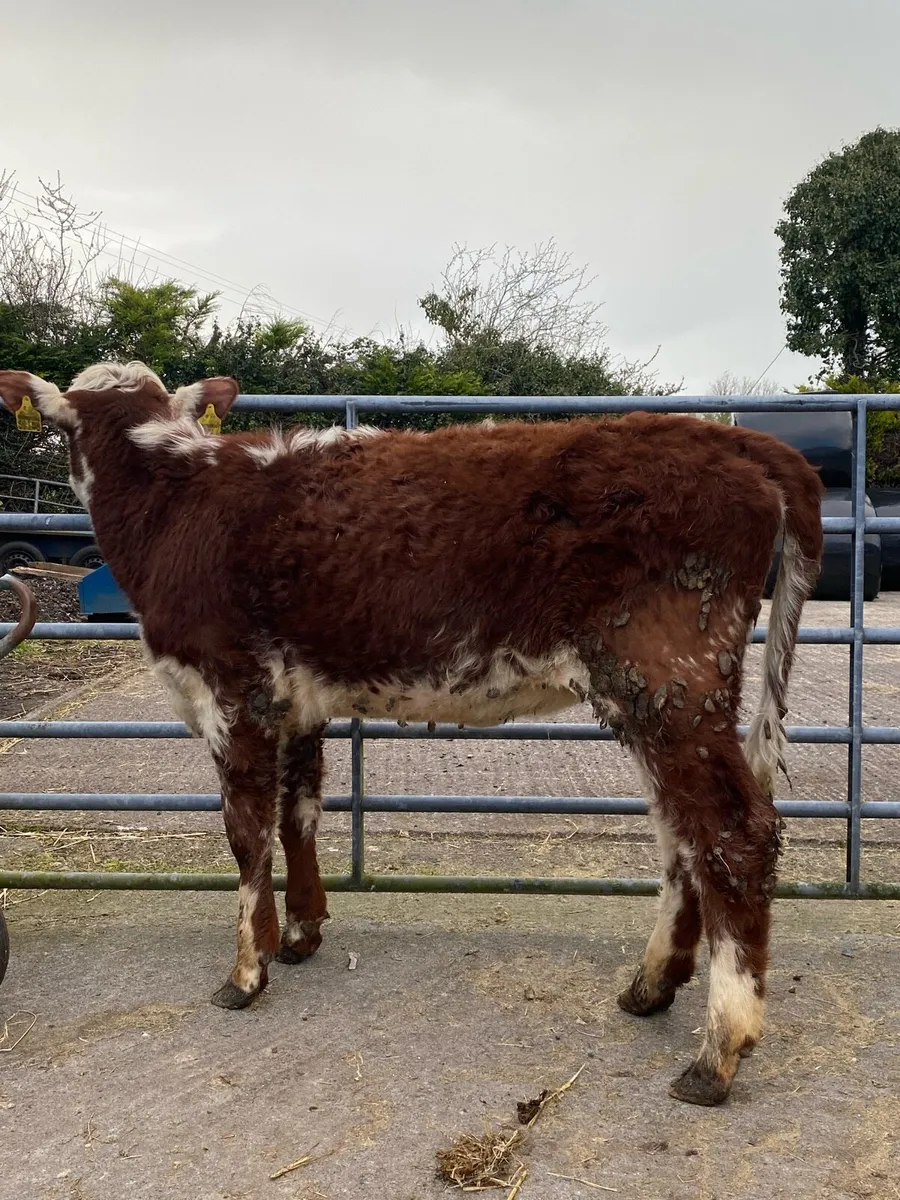 Super roan heifer⭐️ - Image 2