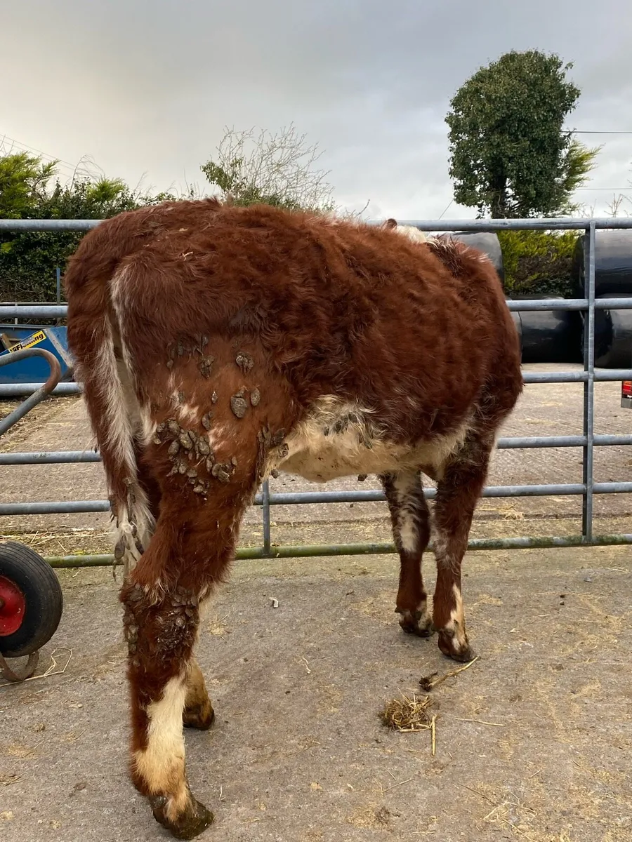 Super roan heifer⭐️ - Image 4
