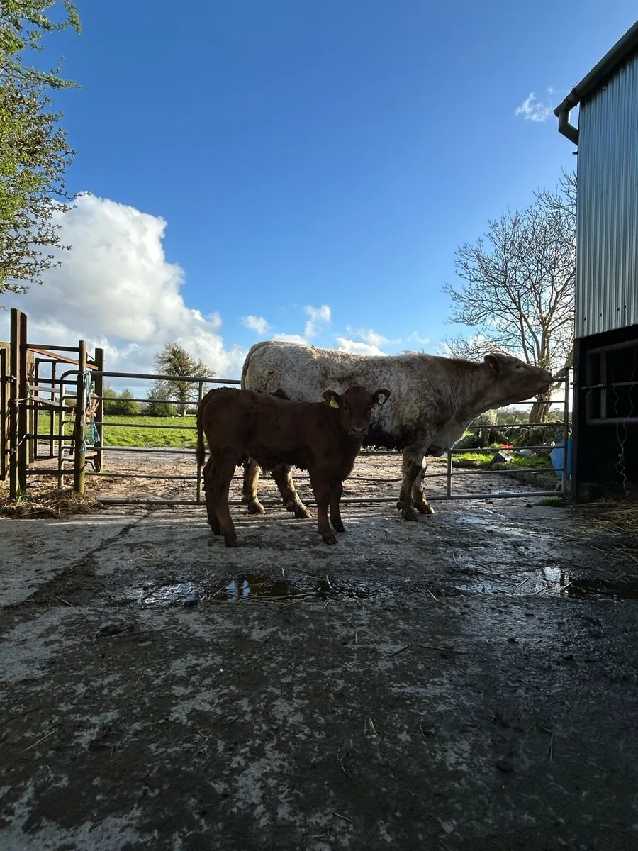 Cow with calf for ballinasloe 18th - Image 1