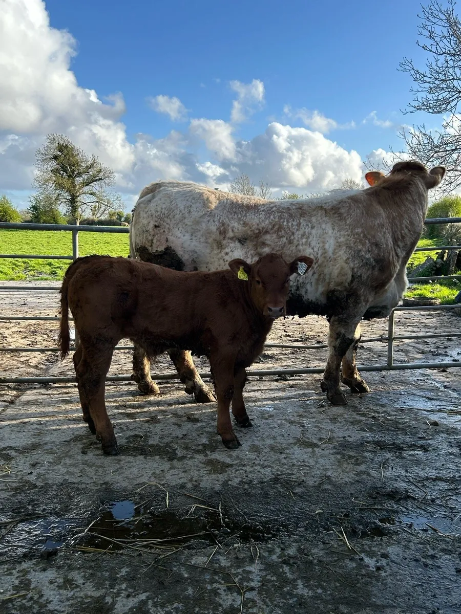 Cow with calf for ballinasloe 18th - Image 3