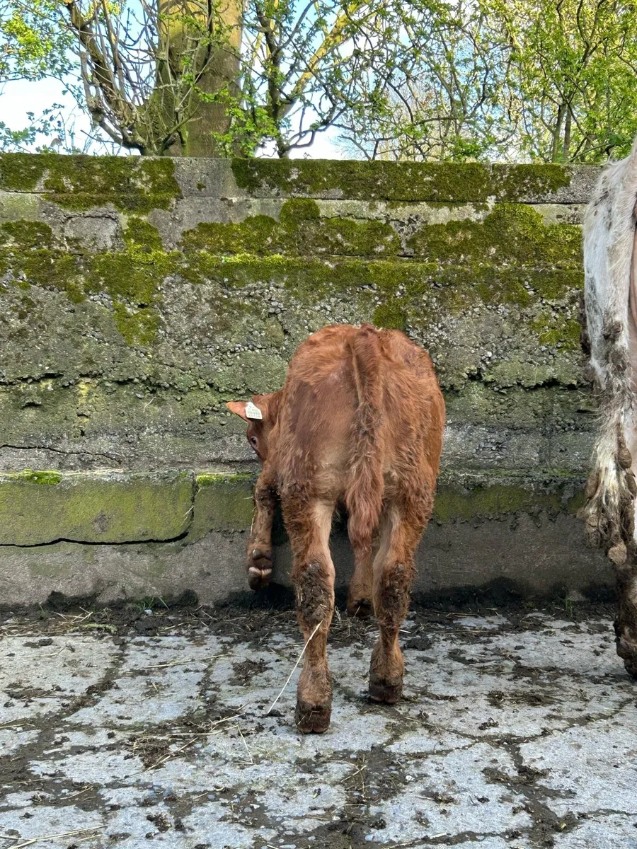 Cow with calf for ballinasloe 18th - Image 2