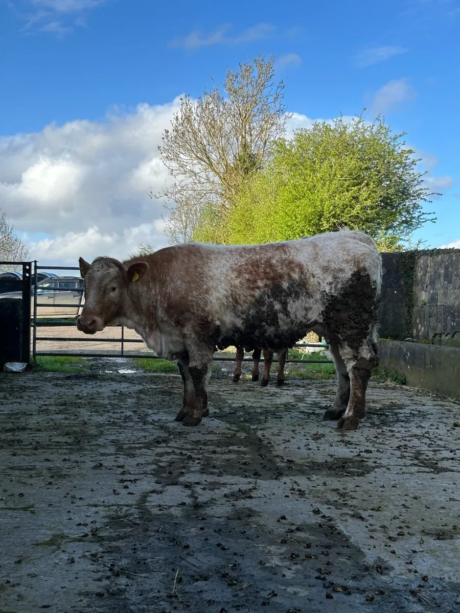 Cow with calf for ballinasloe 18th - Image 4
