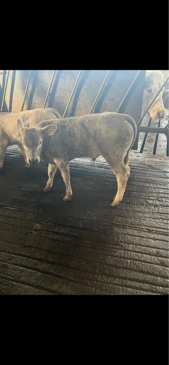 Charolais calves - Image 3