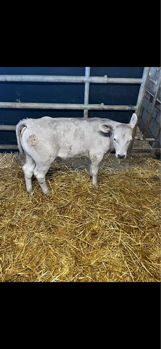 Charolais calves - Image 2