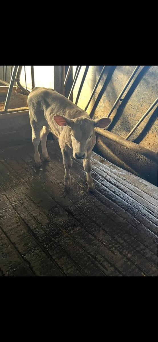 Charolais calves - Image 4