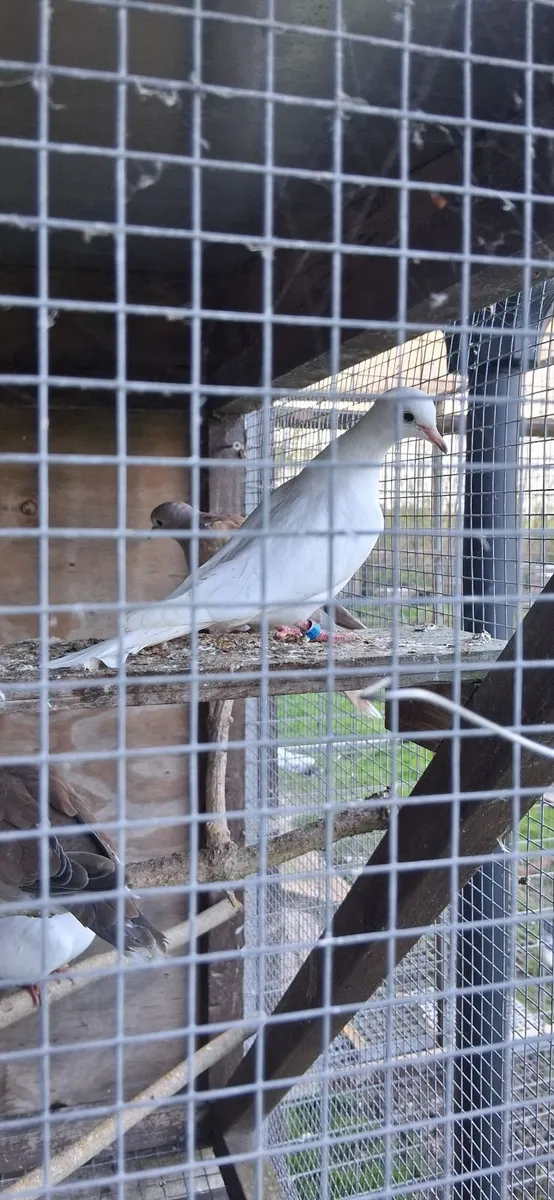 Ring neck doves - Image 3