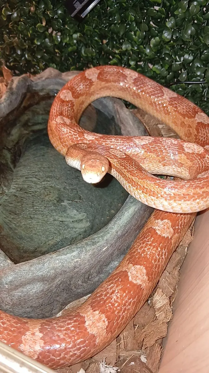 Male cornsnake and Tank - Image 1