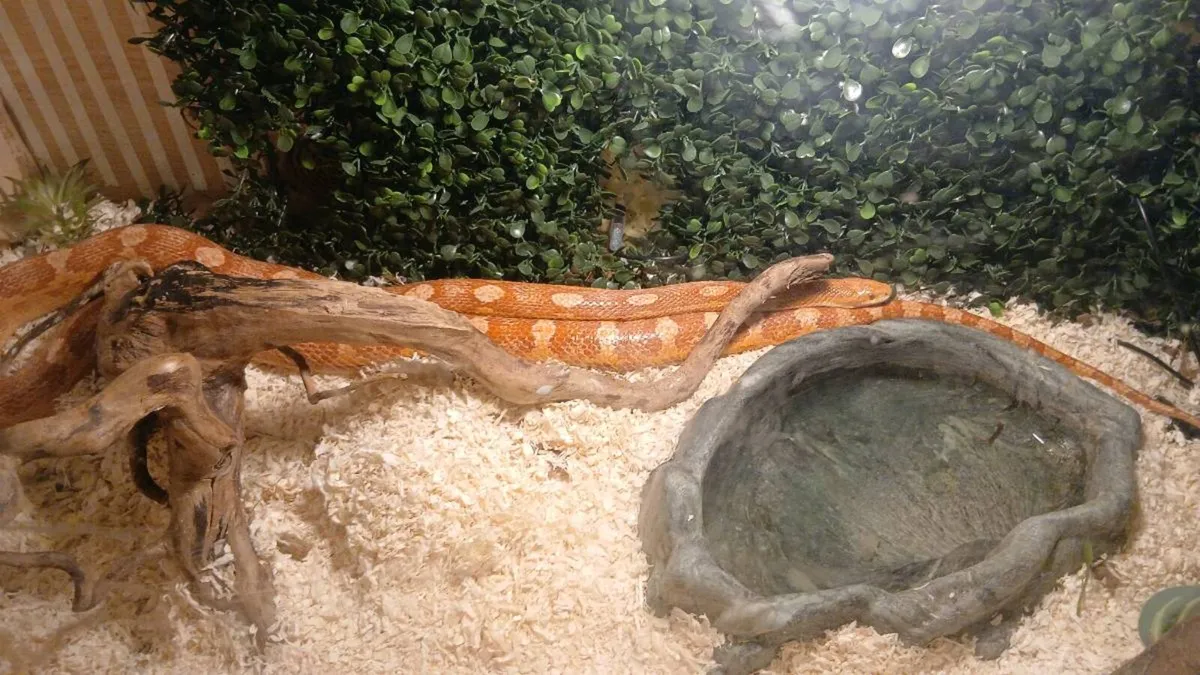 Male cornsnake and Tank - Image 2