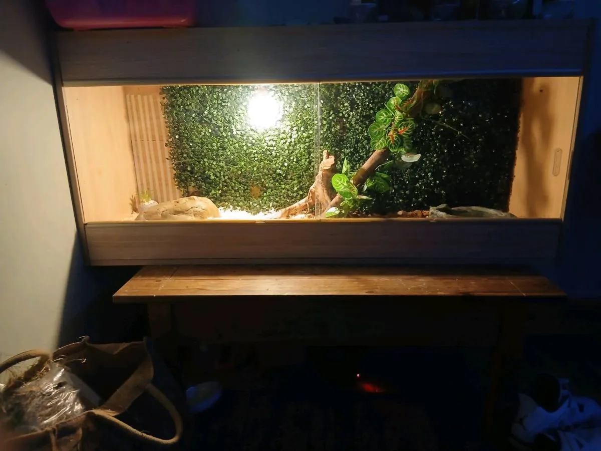 Male cornsnake and Tank - Image 3