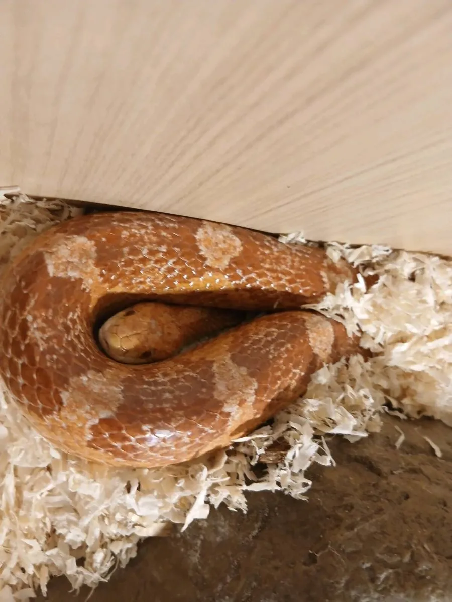 Male cornsnake and Tank - Image 4