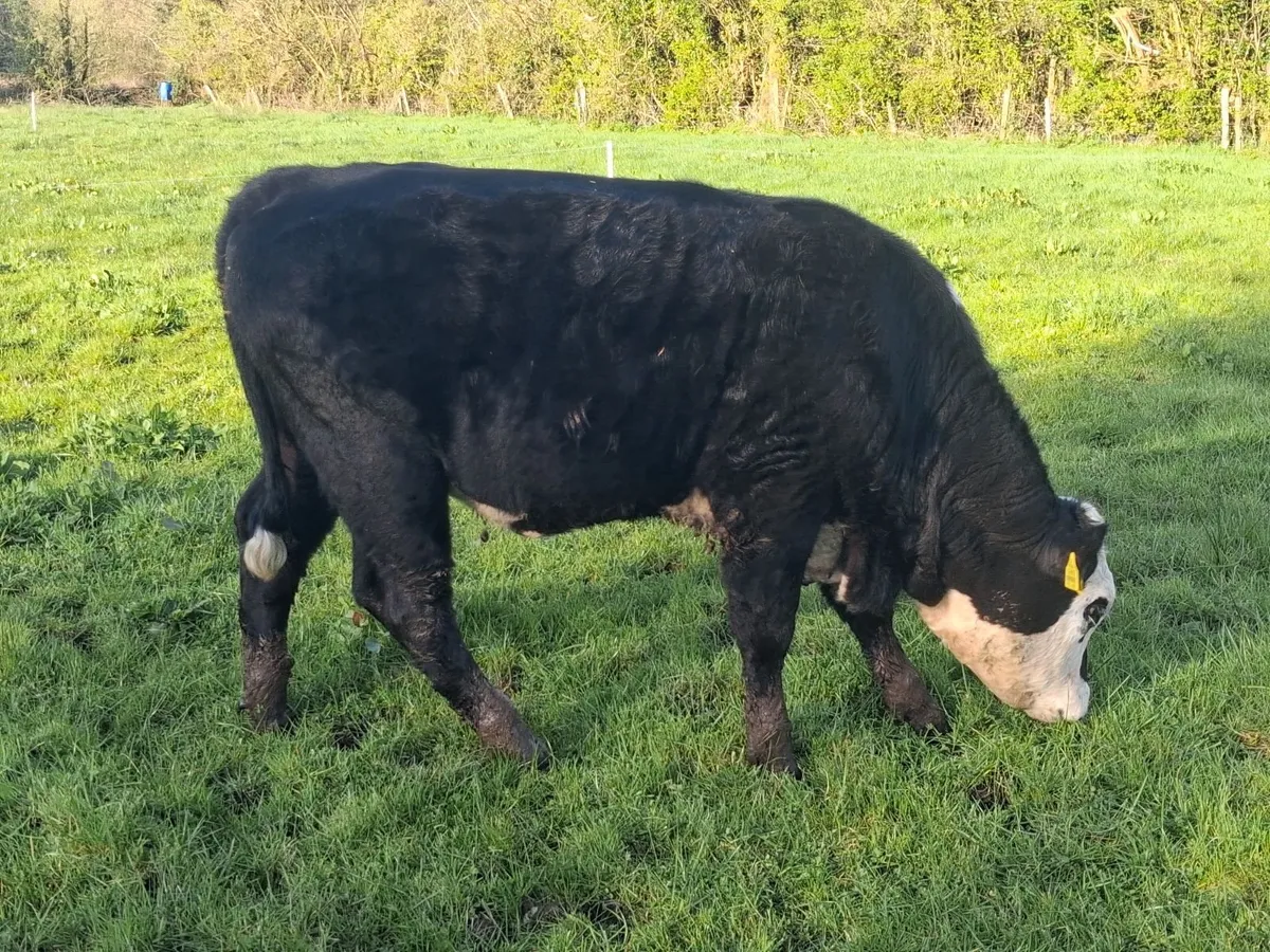 Organic Heifers - Image 4