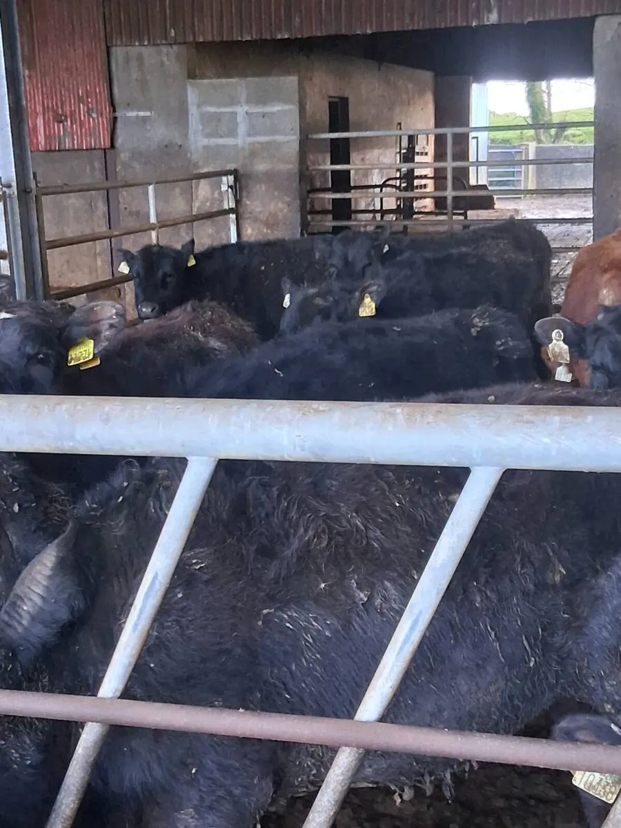 Quality angus bullocks & heifers one year old - Image 4