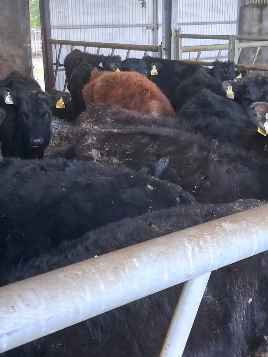 Quality angus bullocks & heifers one year old - Image 2