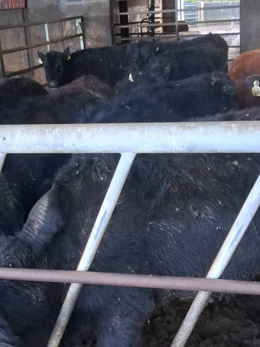 Quality angus bullocks & heifers one year old - Image 3