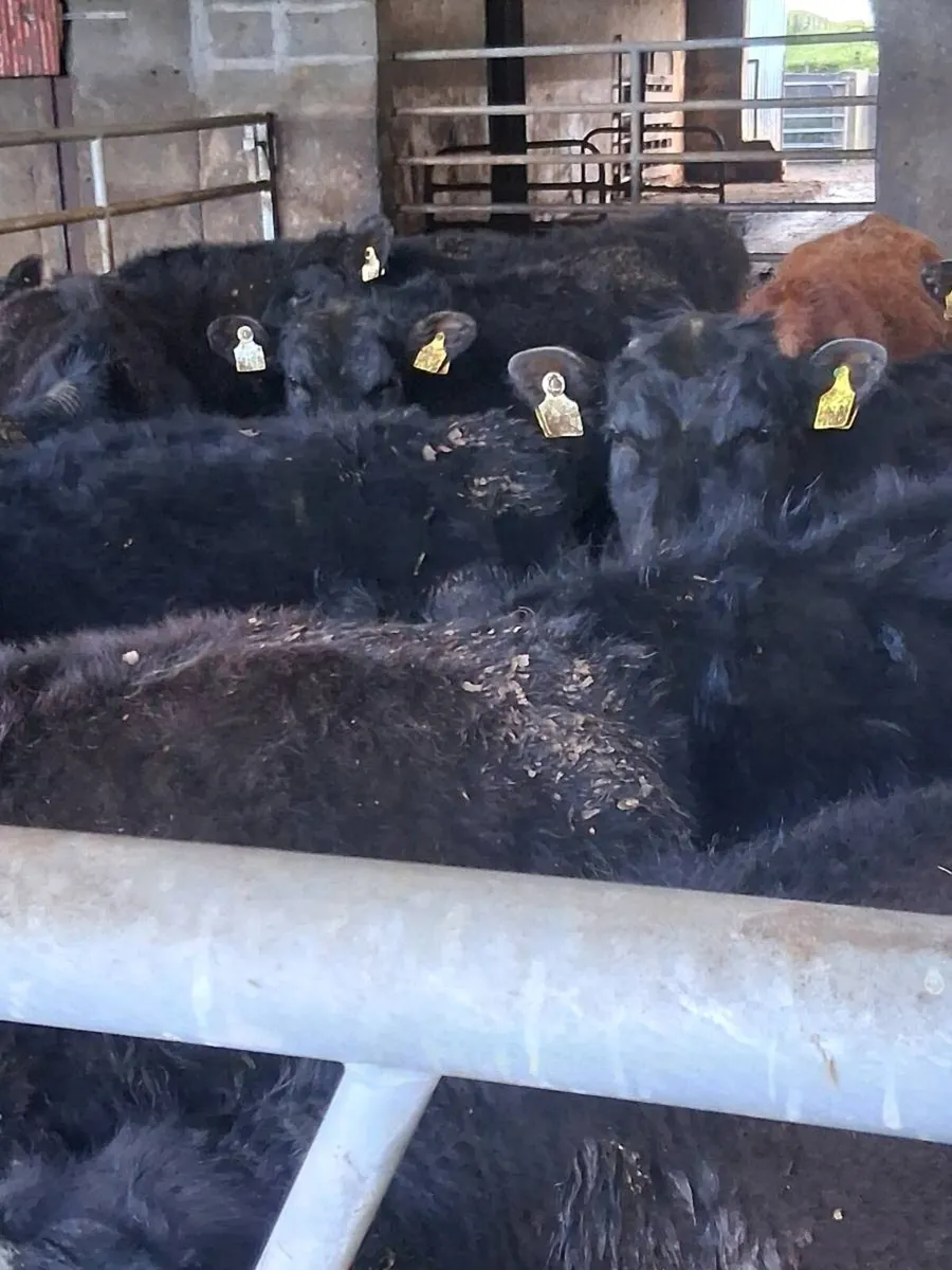 Quality angus bullocks & heifers one year old - Image 1