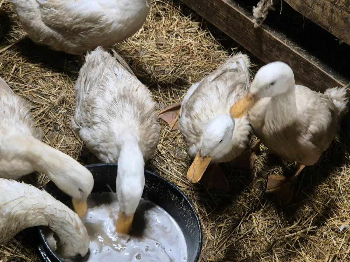 Pb hens & ducks - Image 1