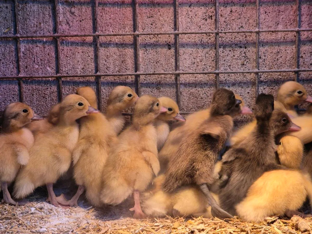 Pb hens & ducks - Image 4