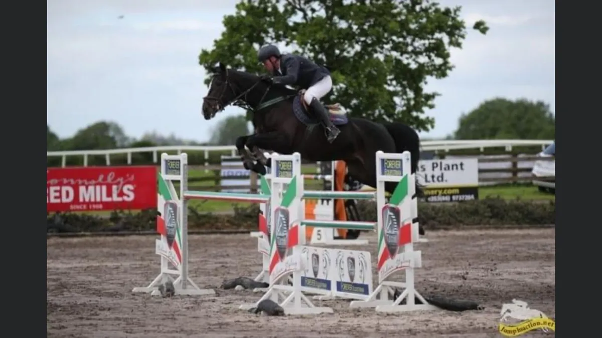 Super Easy Jumper/ Allrounder mare - Image 1