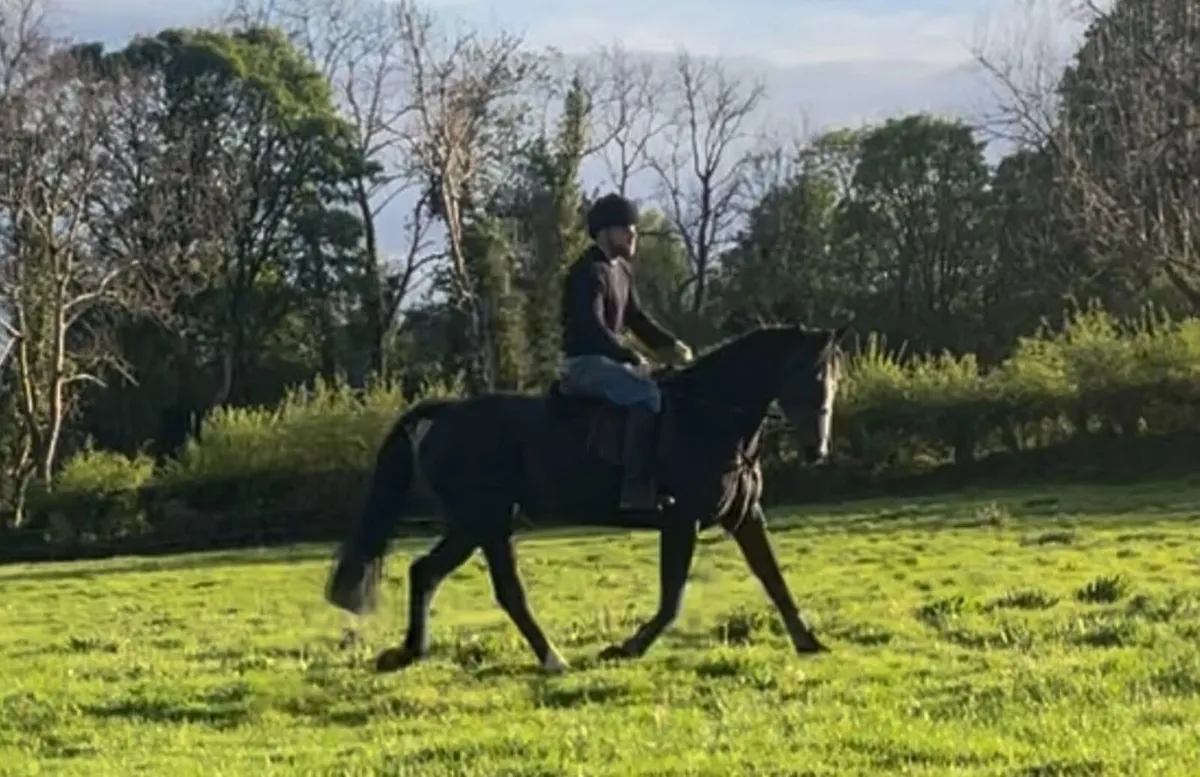 Super Easy Jumper/ Allrounder mare - Image 3