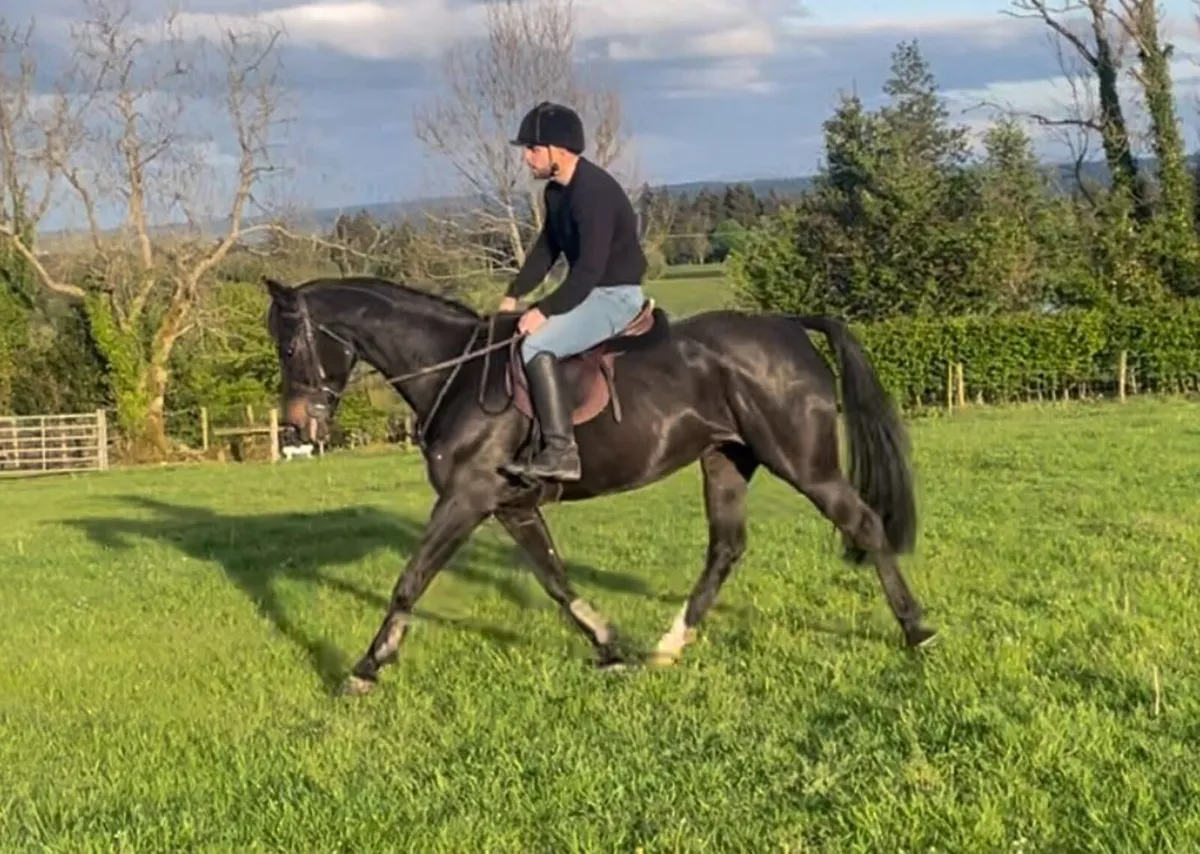 Super Easy Jumper/ Allrounder mare - Image 4
