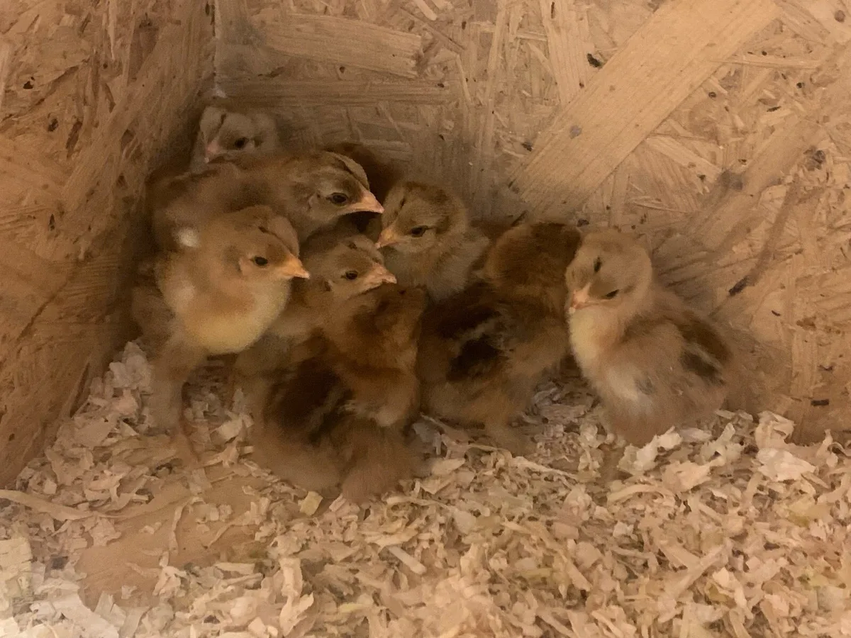 Golden partridge bantam brahmas chicks (Show line) - Image 1