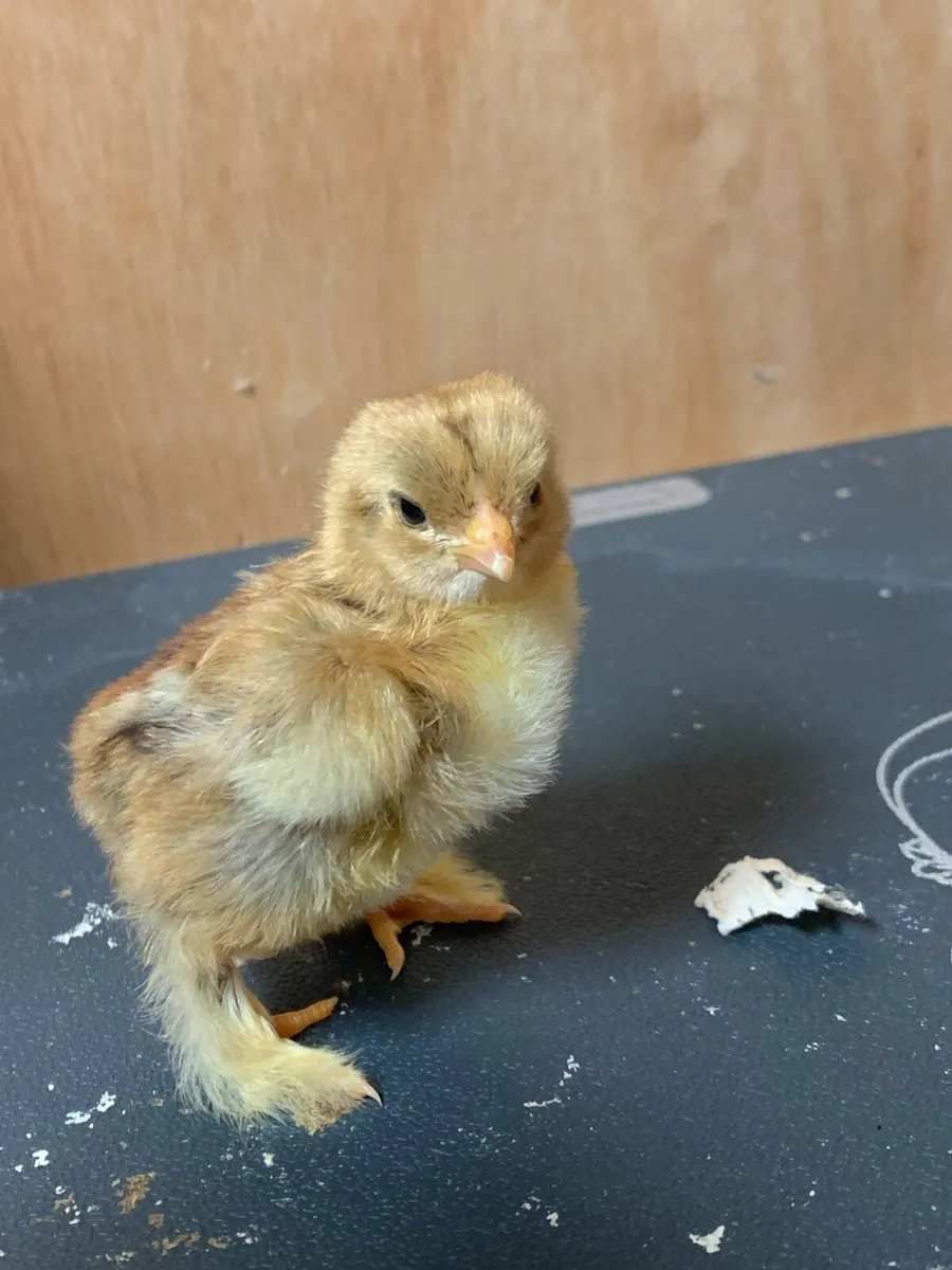 Golden partridge bantam brahmas chicks (Show line) - Image 2