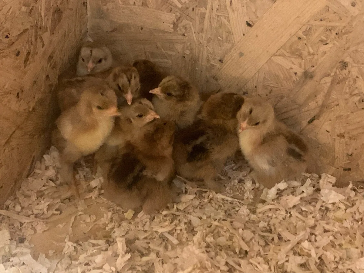Golden partridge bantam brahmas chicks (Show line) - Image 3