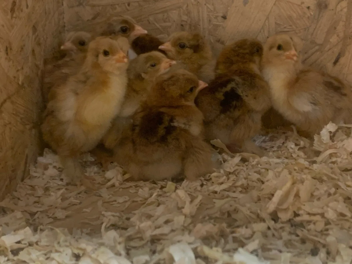 Golden partridge bantam brahmas chicks (Show line) - Image 4