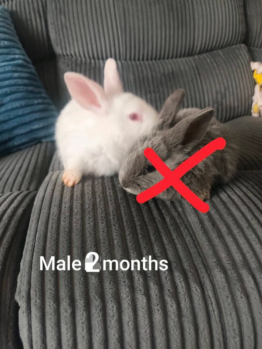 Rabbits - Image 4