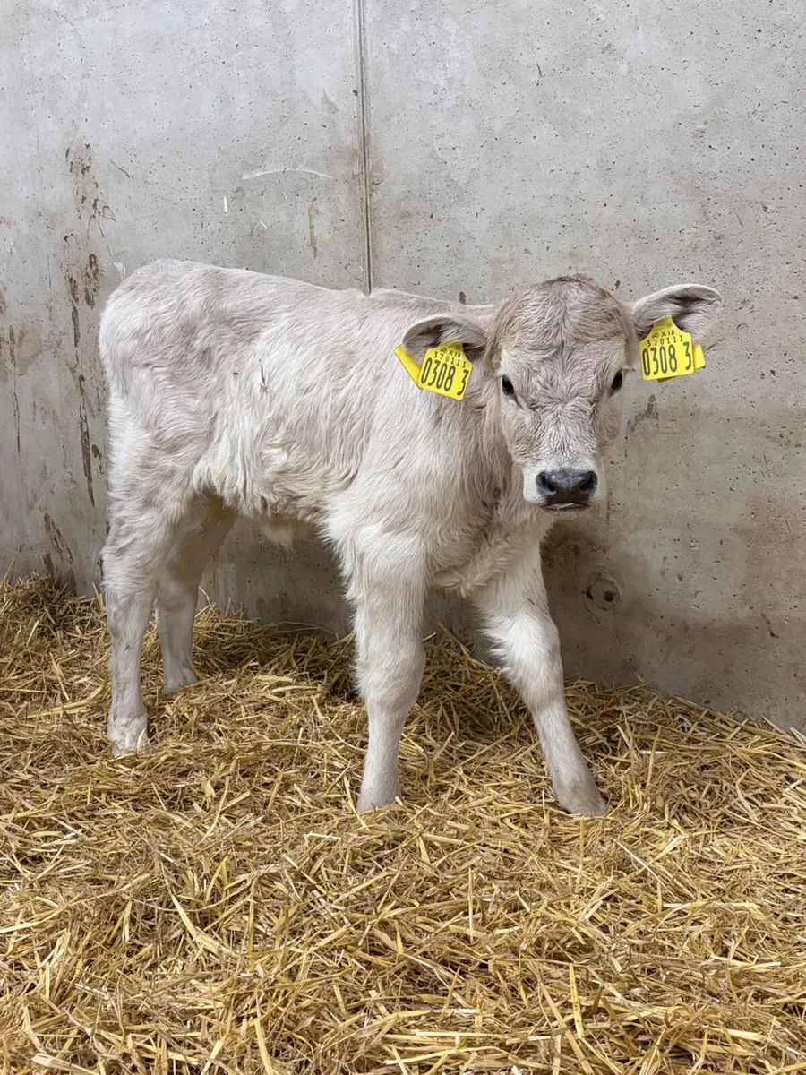 Charolais Heifer Calf