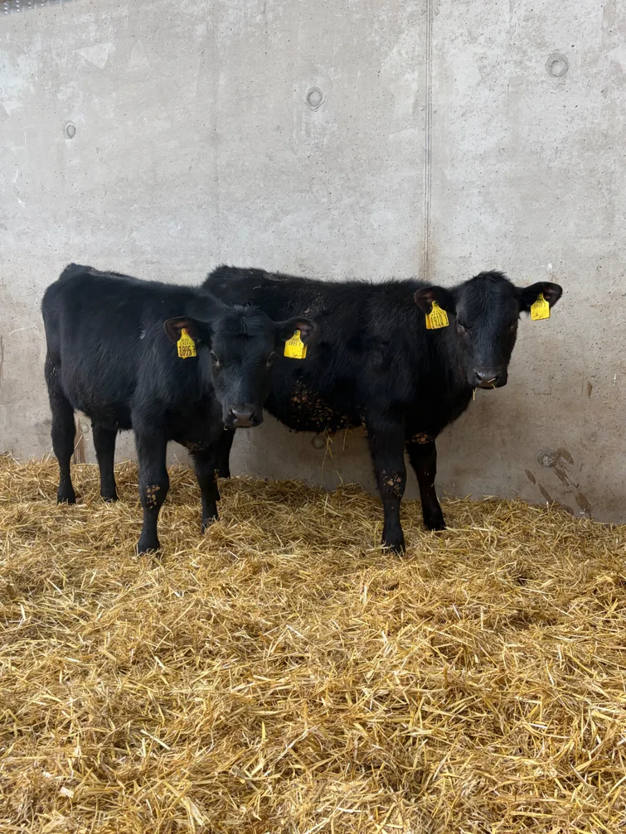 3 Angus Heifers - Image 4