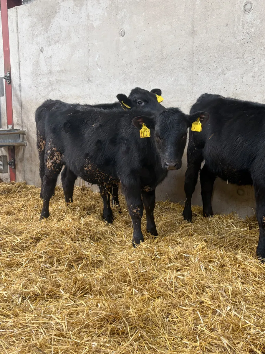 3 Angus Heifers - Image 2