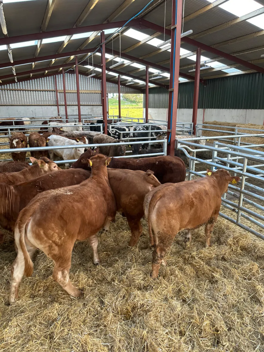 Lim heifers - Image 2