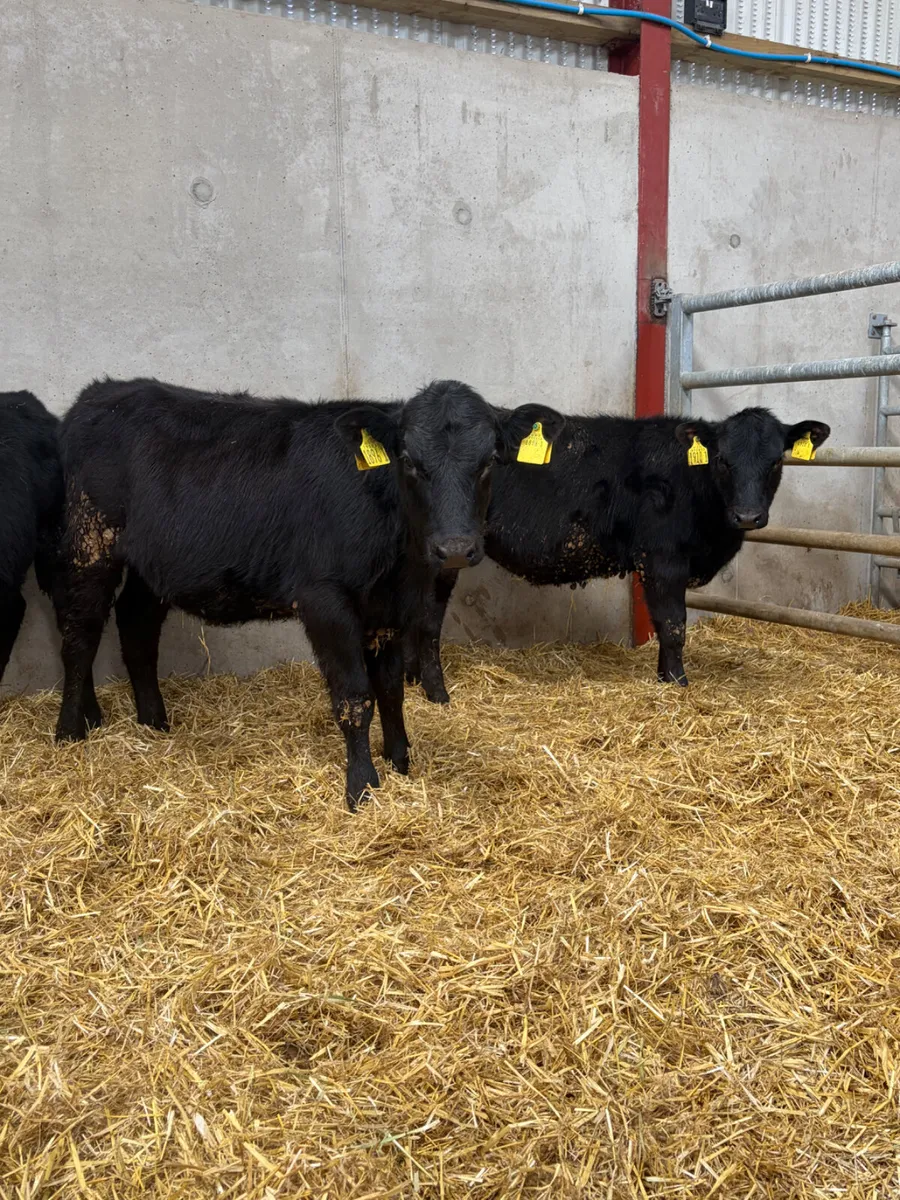 3 Angus Heifers - Image 1