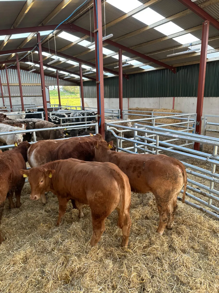 Lim heifers - Image 3