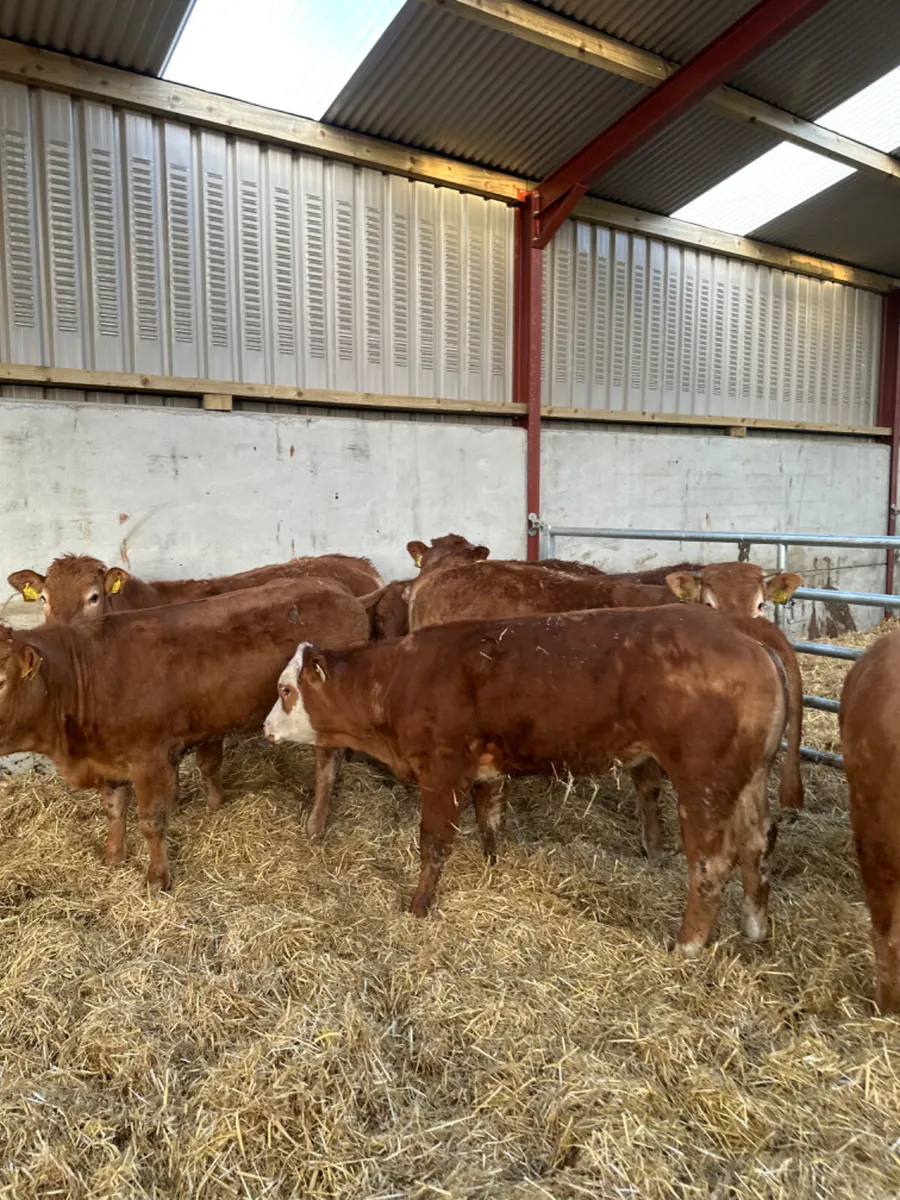 Lim heifers - Image 1