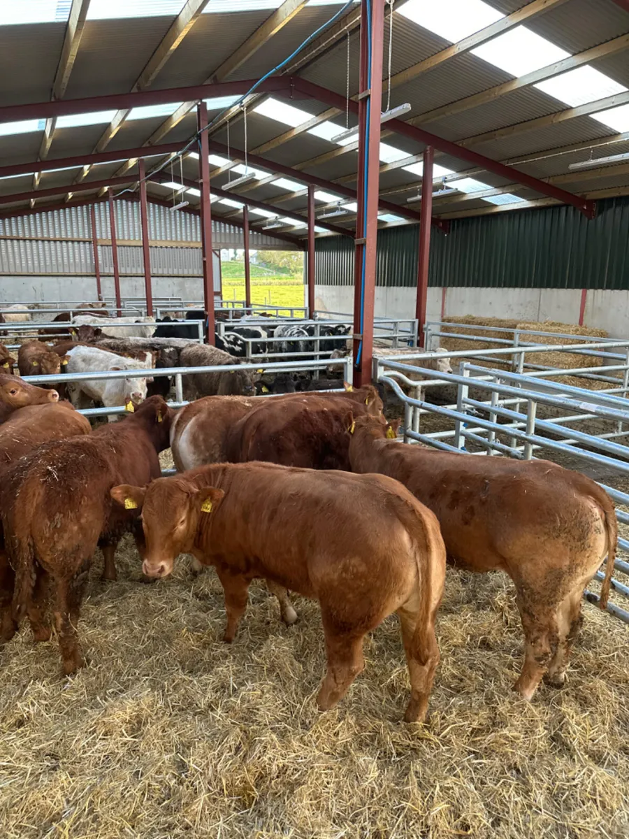 Lim heifers - Image 4