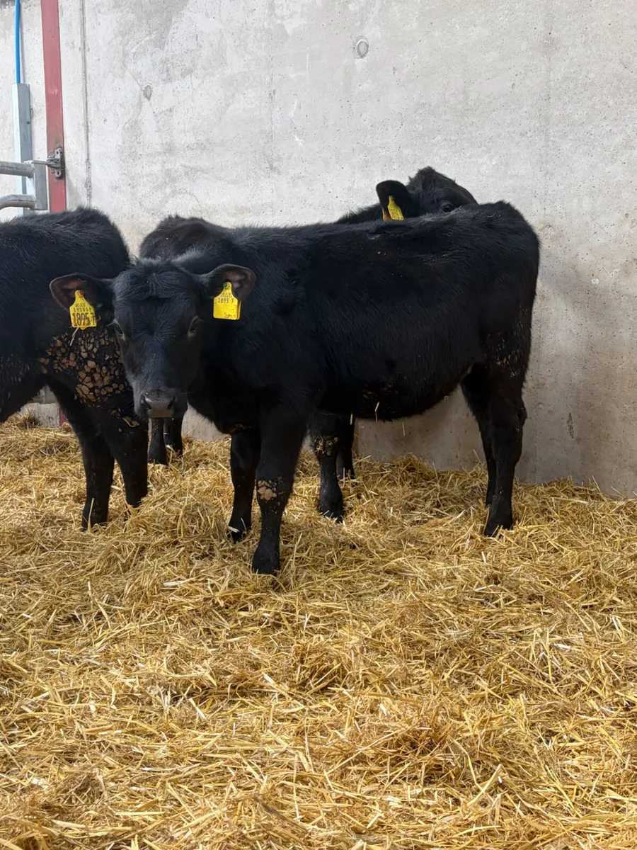 3 Angus Heifers - Image 3
